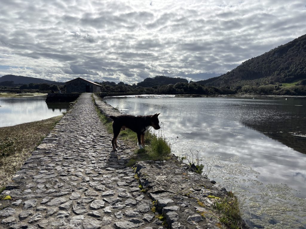Paseo con perro por las marismas de Isla durante la escapada Entre Mareas de NUMA